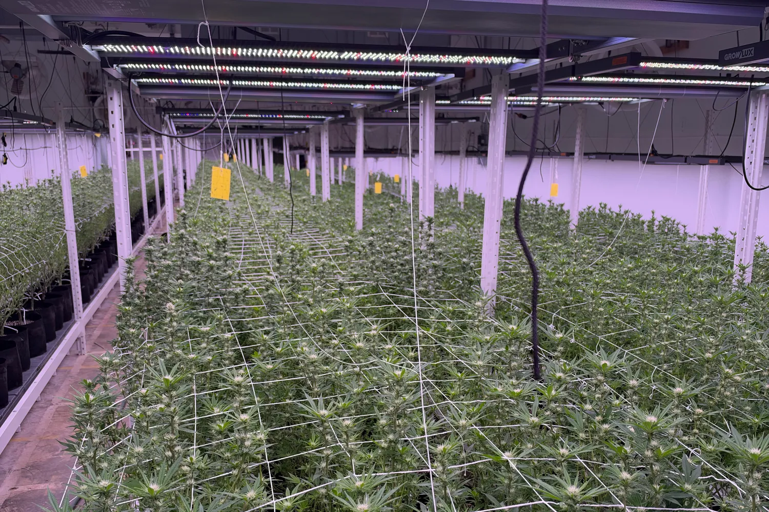LED light bars running above the trellised hemp canopy