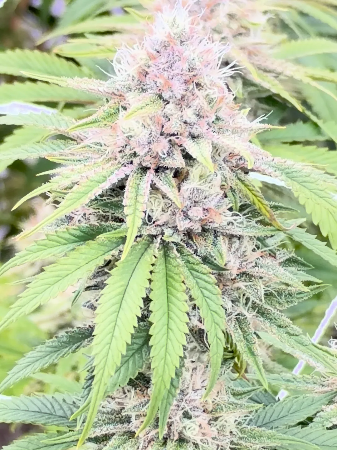 Lemon G CBG hemp cola in late flower