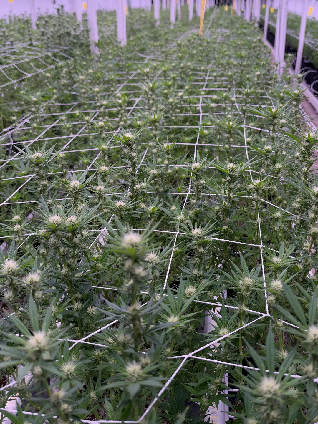 Hemp in flower across the trellis canopy of the Halcyon grow room