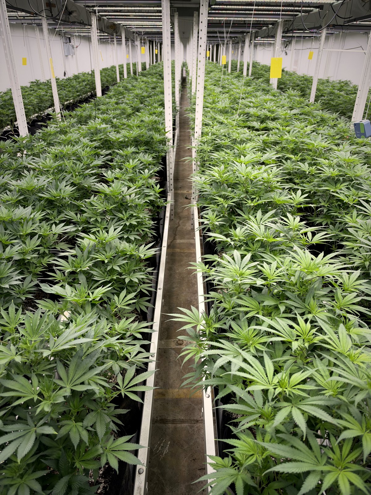 White CBD canopy rows, indoor grow room