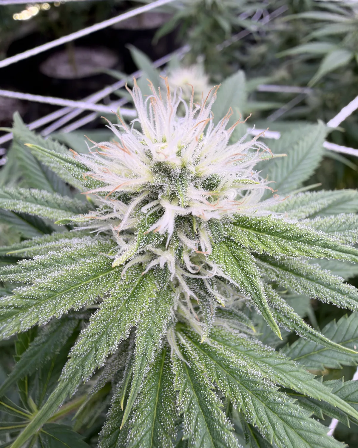 Close view of a hemp flower: frosted trichomes and pale pistils
