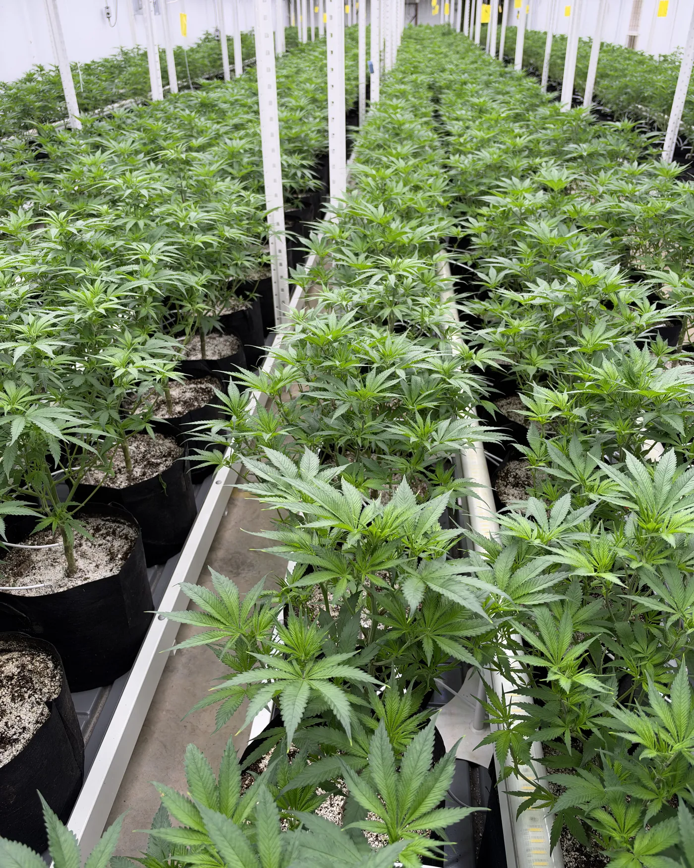 Rows of young hemp plants receding down the aisle of the Halcyon indoor grow room