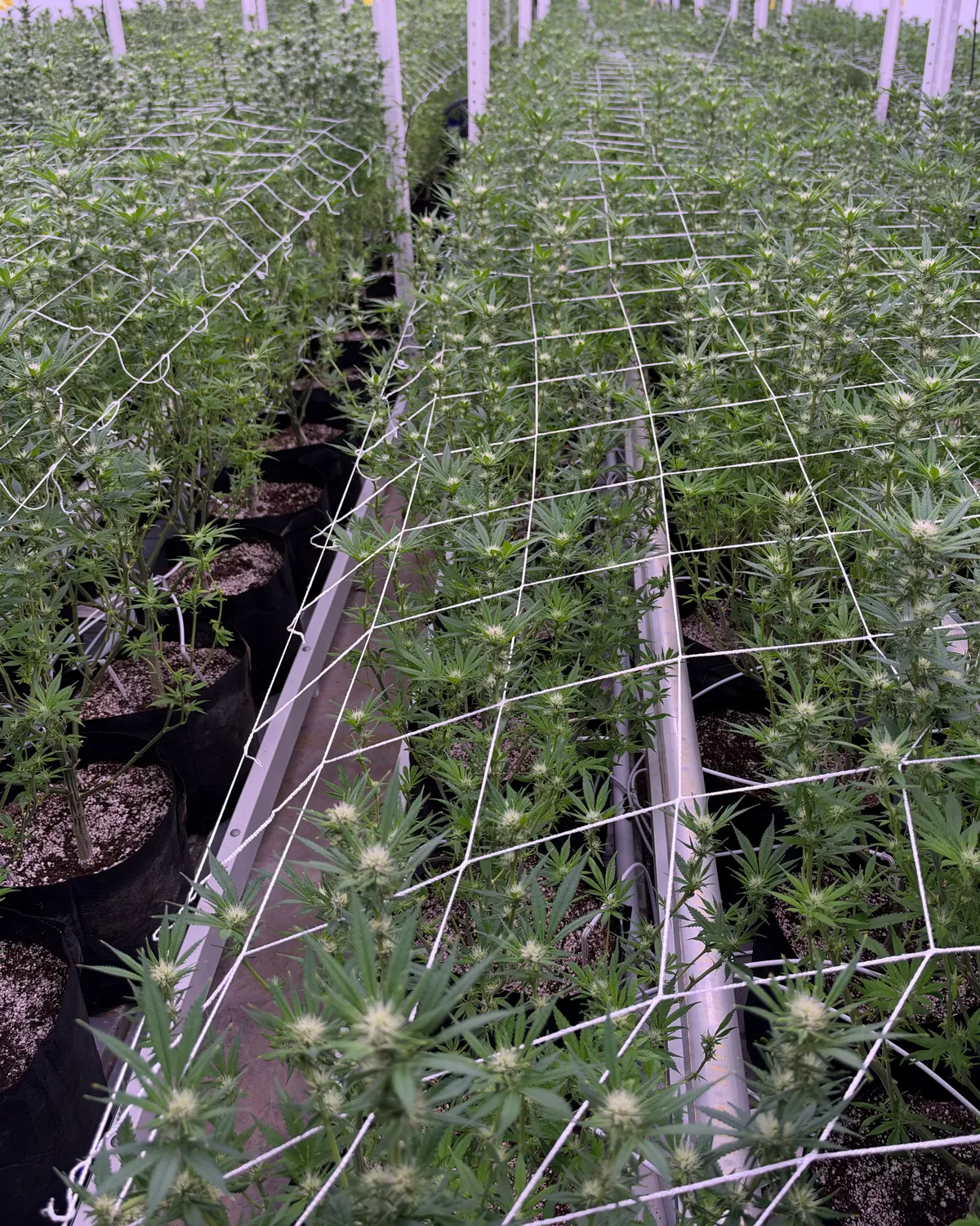 Two trellised rows of potted hemp plants in the grow room