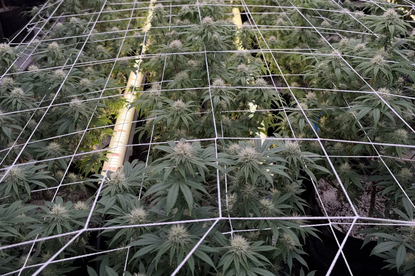Flowering hemp canopy seen from above through the trellis net