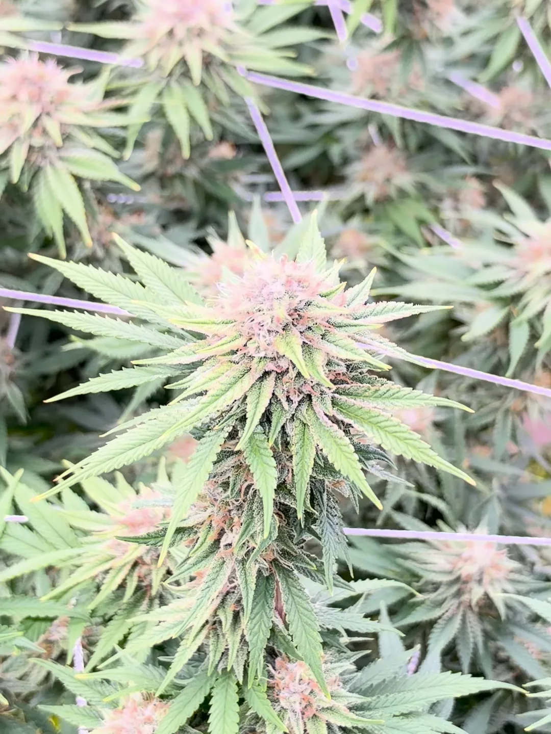 White CBD hemp flowers on the trellis in the Halcyon grow room